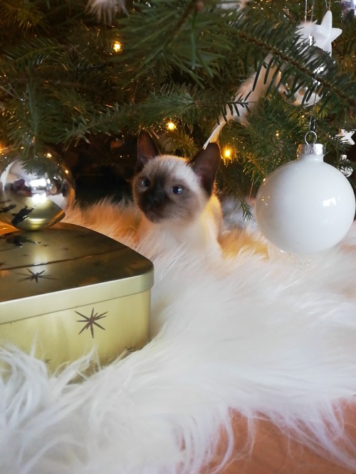 bringmecatsposts