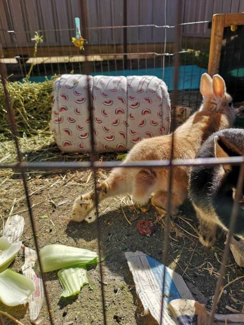 bunniesohmy:bakerybunnies:Booty He do a stretchy