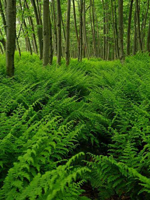 90377:Standing Stone Trail: Ferns and trees by Shahid...