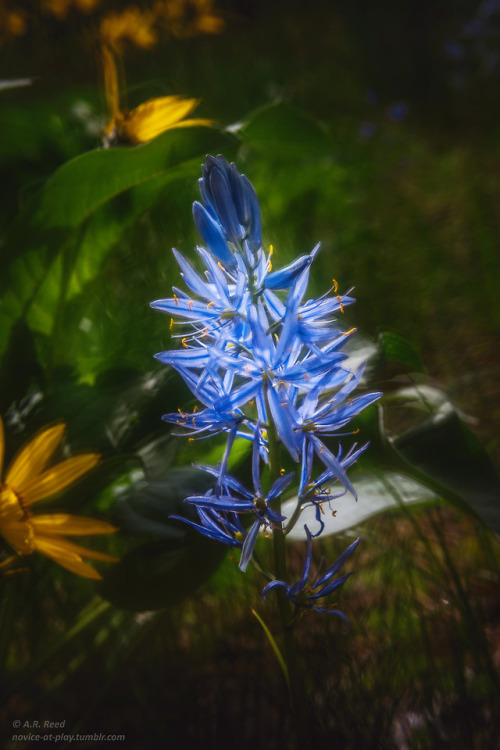 photographers on tumblr original photographers wildflowers camas lily sunflowers spring vertical landscape nature green aesthetic wanderlust explore idaho Rumi