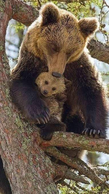 welsh-taffy:Beautiful wildlife @ceruleanorchid12 :)