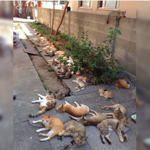 catsonweb:Let’s plant catnip, they said. It prevents mosquitos,...