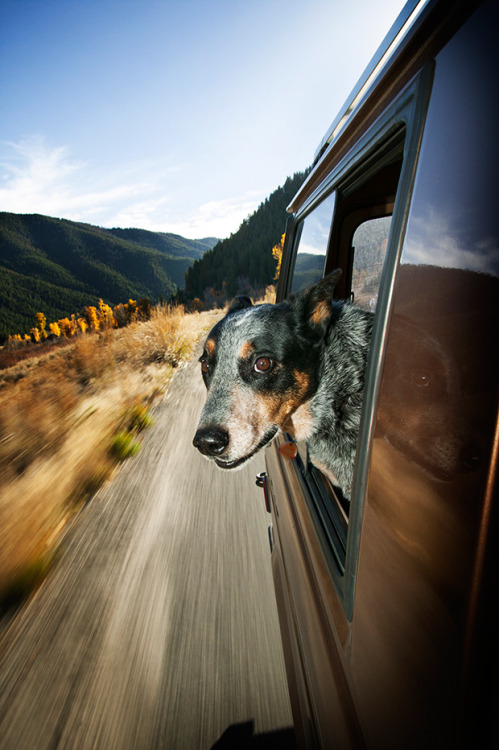 bobbycaputo:15 Irresistible Photos of Dogs in Cars