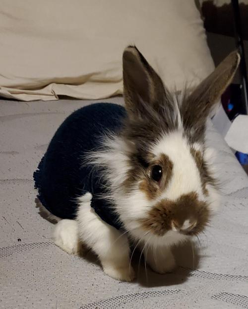aww-cute-animals