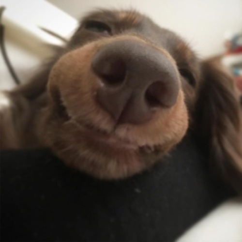 meus uxixuxi dog