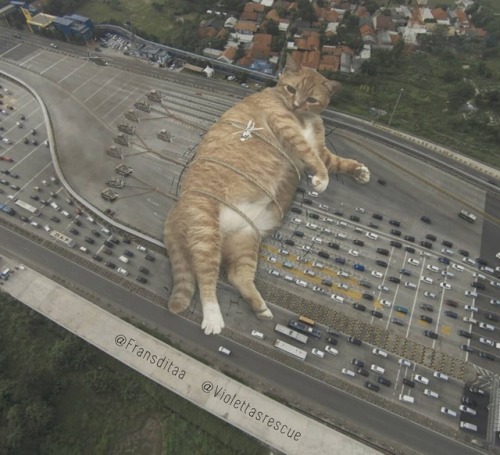 veracityinbloom:catsbeaversandducks:Catzillas: Giant Cats In...