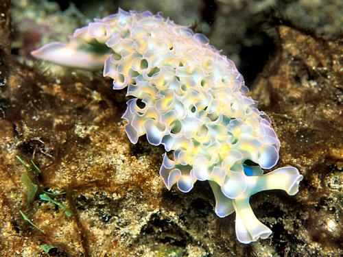 sanctusapparatus:I love sea slugs