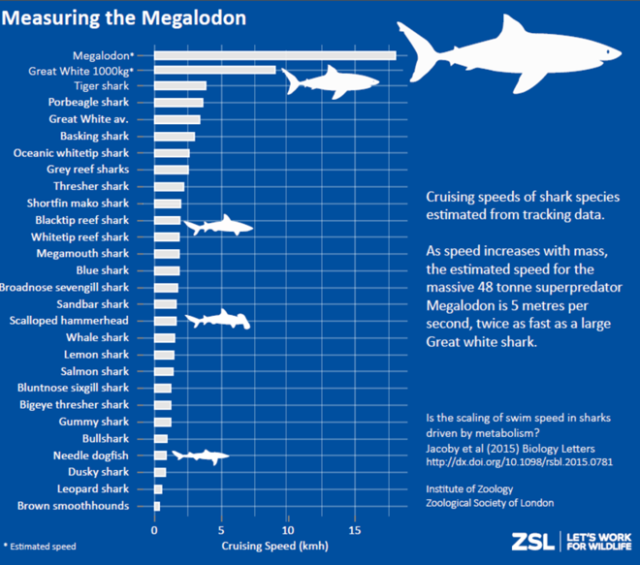 MEASURING THE EXTINCT MEGALODON Carcharodon... - Marine Science in a Drop