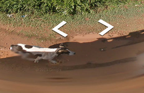 foxfamilyfeatures:it seems like this dog chased the google...