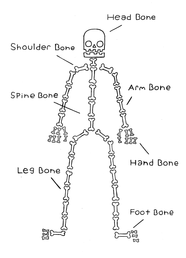 Accurate diagram of the human skeleton. Still... - still eating oranges