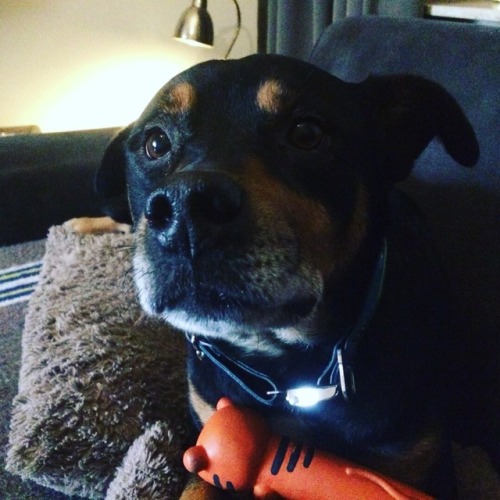 handsomedogs:Cooper! A 7 year old Labrador / Border Collie /...