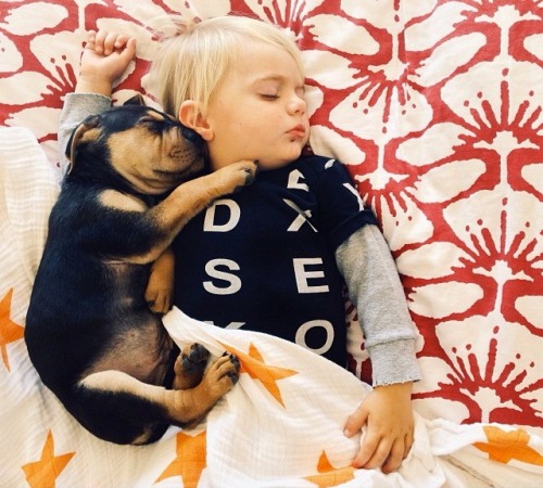 gaksdesigns:Toddler naps with his 2-month-old puppy every day....