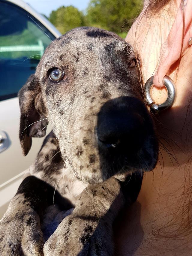 This is Delilah, the blue merle great dane puppy! Puppies