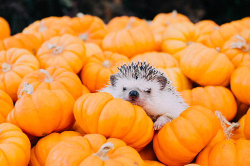 tessarecovering:I took Hazel my hedgehog to a pumpkin patch. I...