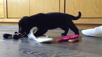 tumblr_nu3gooC2Mp1rc7zl1o1_400.gif