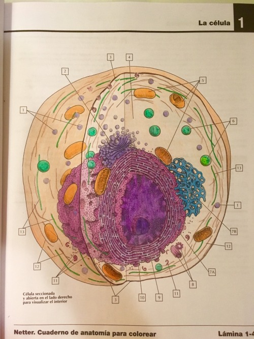 rough endoplasmic reticulum | Tumblr