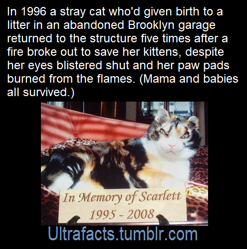 ultrafacts:Source: [x]Click HERE for more facts!