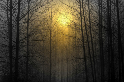 emersonmanandnature