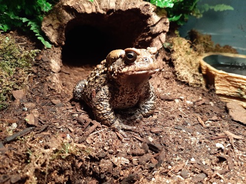 toadsandtiels