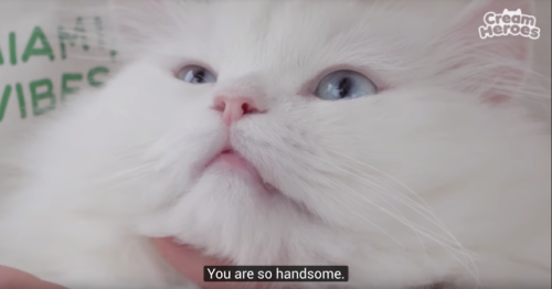 luv-cat