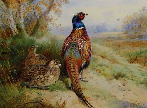 emerald-of-the-eight:Ring-necked pheasant paintings by Archibald...