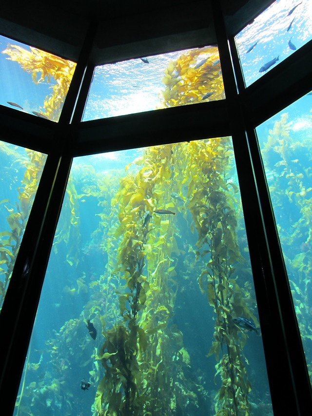 ellotography: Monterey Bay Aquarium - the kelp... - La Mer