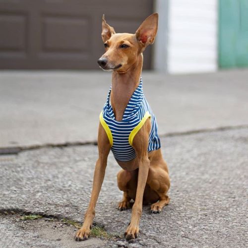 heyiggyjoey:You are the wind beneath my ears…