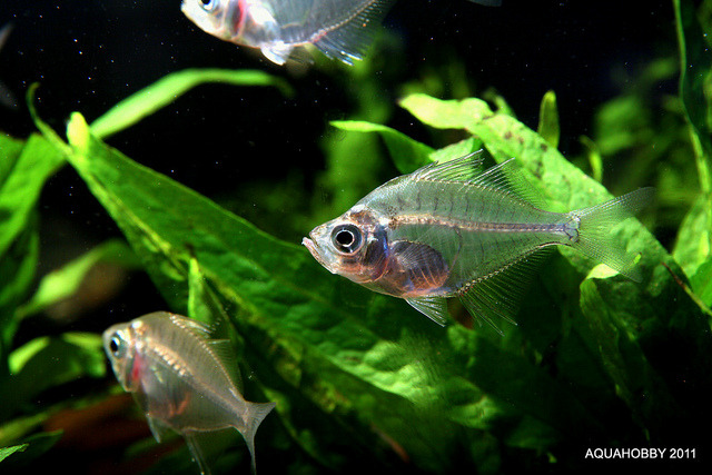 glassfish blog