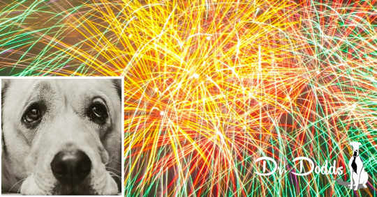 Prep Your Pet for the Fourth Fireworks | Jean Dodds, DVM