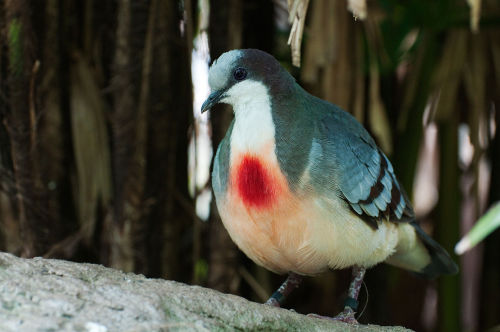 sambwmn:Luzon Bleeding-Heart (Gallicolumba luzonica) is a...