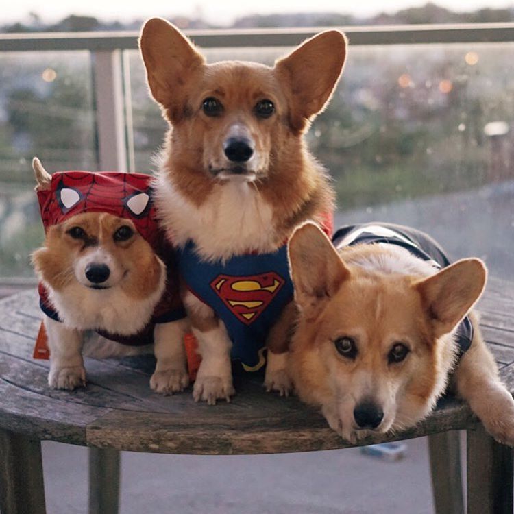 Baroooo ⚡️⚡️⚡️we Are Giving Away These Three Three Corgis Action