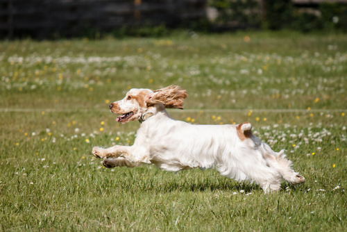 mostlyvoidpartiallydogs:English Cocker SpanielLCKC fun...