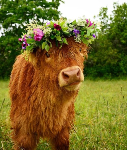 ainawgsd:Cows with Flower Crowns