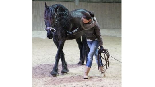 CAV Leserfotos Friesen Rasse Melanie Schwammberger