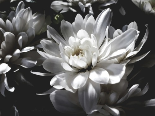 Aesthetic White Flowers Tumblr - Largest Wallpaper Portal