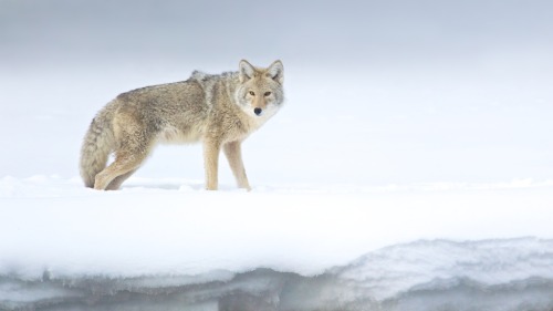 h4ilstorm:Animals in the Snow (by Scott Grubb)