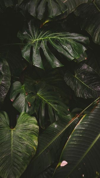 Unduh 103  Wallpaper Tumblr Jungle HD  Untuk Android