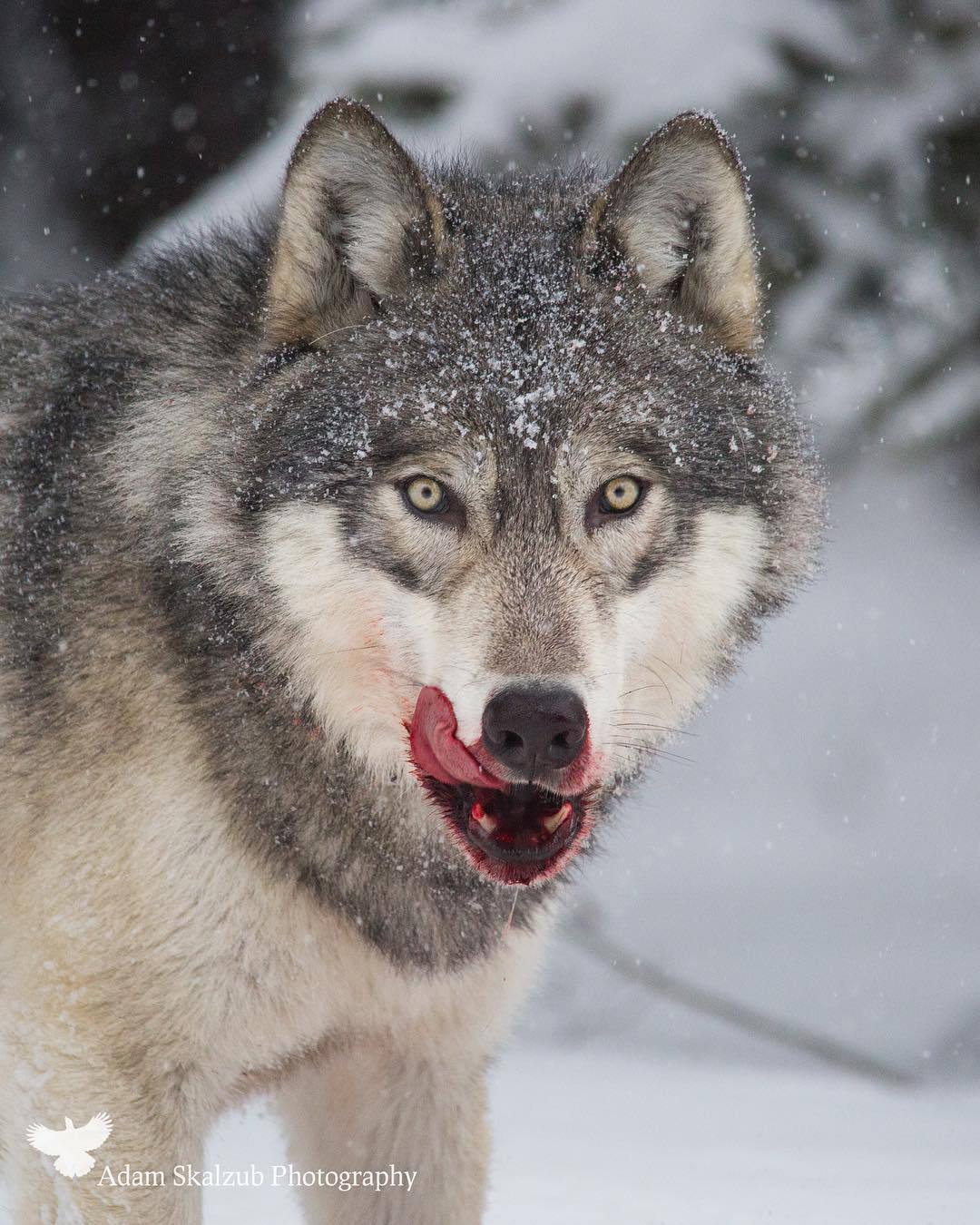 wolfsheart-blog:
“Wild Timber Wolf by Adam Skalzub
”