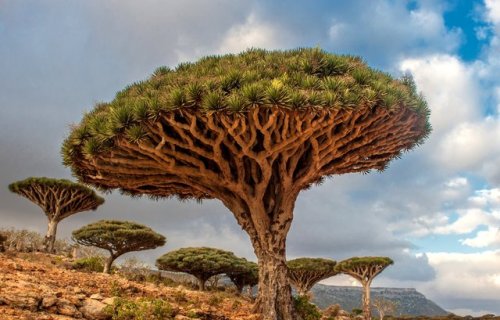 lovecraftsgarden:Dracaena cinnabariDragon Blood Tree,...