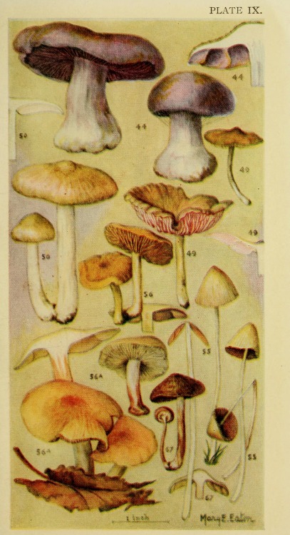 wapiti3:Field book of common gilled mushroomswith a key to...