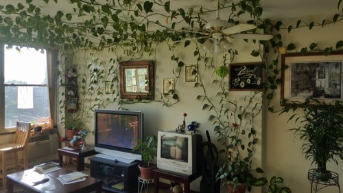 Indoor Plants Tumblr