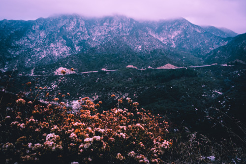 leahberman:winter bloomangeles national forest,...