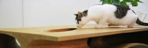 mymodernmet:Shared Table Where People Can Work and Cats Can...