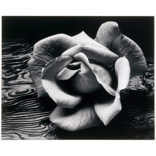 Design is fine. History is mine. — Ansel Adams, Rose on drift wood ...