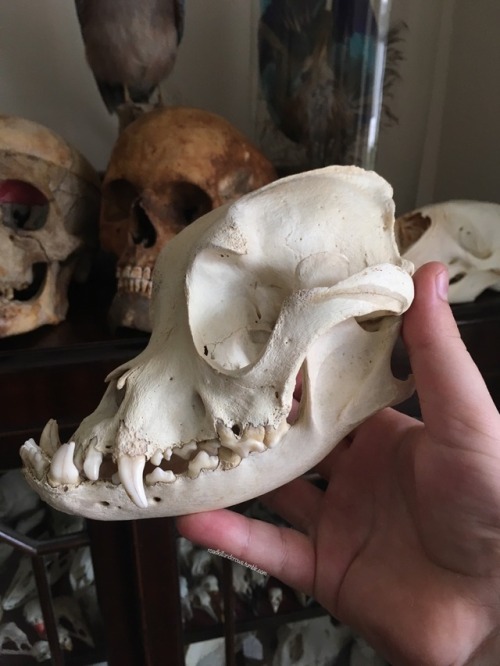 roadkillandcrows:Got this lovely dog skull today! Fairly sure...