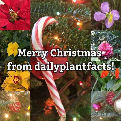 Merry Christmas from dailyplantfacts! Thank you so much for all...