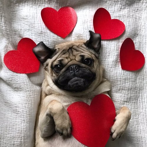 @The Daily Pug Blog