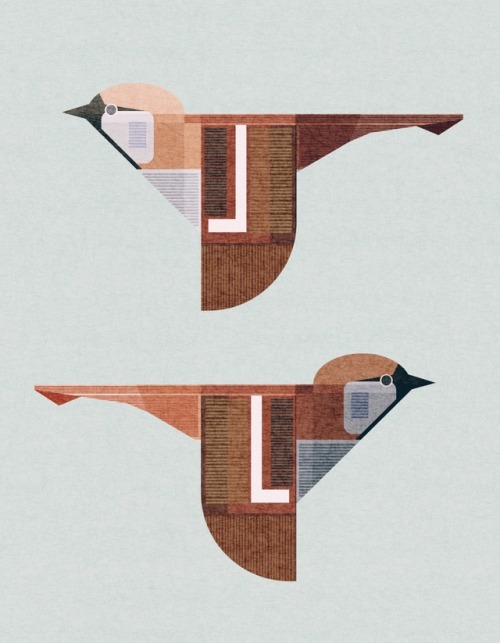 bird illustration on Tumblr