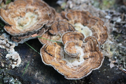 aloneforeverwithoutyou:Mushrooms ΦjΦ by Ajsta