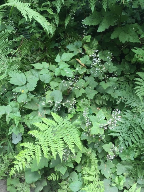 leaves, flowers, ferns